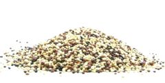 Quinoa tricolore - la première page